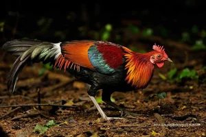 Discover the Red Junglefowl (Gallus gallus): The Stunning Wild Ancestor of Modern Domestic Chickens Found in Southeast Asia-1