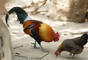 Discover the Red Junglefowl (Gallus gallus): The Stunning Wild Ancestor of Modern Domestic Chickens Found in Southeast Asia-8