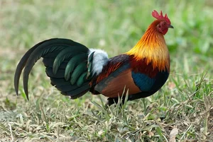 Discover the Red Junglefowl (Gallus gallus): The Stunning Wild Ancestor of Modern Domestic Chickens Found in Southeast Asia-5