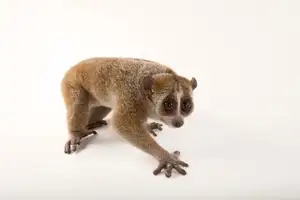 Rare Slow Loris: Adorable Red List Animal in Vietnam Needs Protection-1