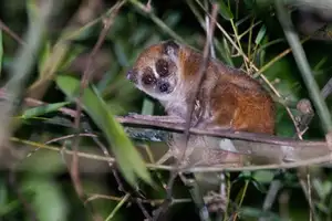 Rare Slow Loris: Adorable Red List Animal in Vietnam Needs Protection-3