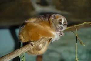 Rare Slow Loris: Adorable Red List Animal in Vietnam Needs Protection-8