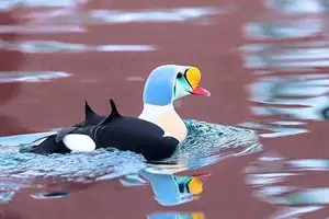 Discover the King Eider: Stunning Colors & Arctic Resilience Unveiled-4