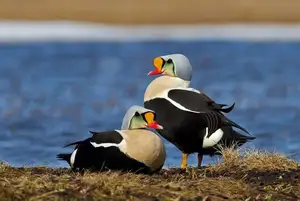 Discover the King Eider: Stunning Colors & Arctic Resilience Unveiled-0