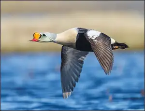 Discover the King Eider: Stunning Colors & Arctic Resilience Unveiled-5