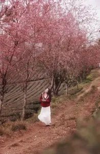 Lost in a Pink Paradise: Moc Chau's Enchanting Cherry Blossom Road Awaits-4