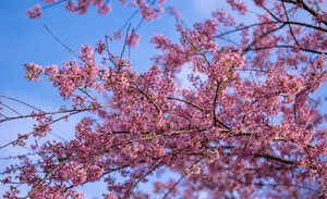 Discover Mang Den: Vietnam’s Enchanting Spring Destination with Blooming Cherry Blossoms and Rich Ethnic Traditions for Your Next Adventure-7