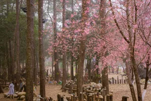 Discover Mang Den: Vietnam’s Enchanting Spring Destination with Blooming Cherry Blossoms and Rich Ethnic Traditions for Your Next Adventure-6