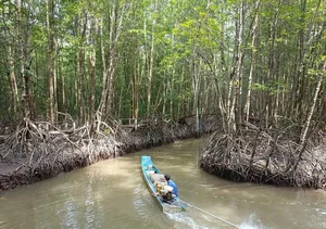 Discover Ca Mau: A Journey to the Southernmost Tip of Vietnam’s Mangrove Forests and Coastal Wonders-4