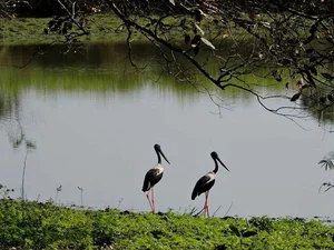 Explore Kaziranga: The Majestic Home of Asia's Big Five and Wild Beauty-7