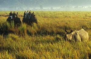 Explore Kaziranga: The Majestic Home of Asia's Big Five and Wild Beauty-4