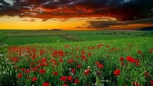 Explore 100+ stunning Full HD nature and landscape wallpapers for desktop-101