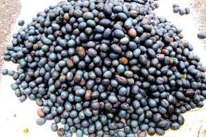 Health Benefits of Purple Palm Fruit: A Nutrient-Rich Superfood Packed with Vitamins A and E for Radiant Skin and Eye Health-0