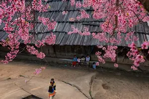 Muong Tip Children's Smiles Amidst Nghe An's Bright Cherry Blossoms-1