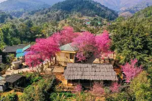 Muong Tip Children's Smiles Amidst Nghe An's Bright Cherry Blossoms-5