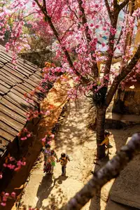 Muong Tip Children's Smiles Amidst Nghe An's Bright Cherry Blossoms-8