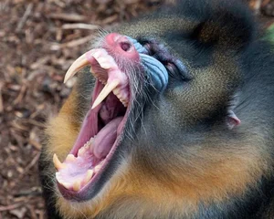 Discover the Vibrant Mandrill: Nature's Most Colorful Masterpiece of the African Rainforest-2