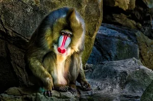 Discover the Vibrant Mandrill: Nature's Most Colorful Masterpiece of the African Rainforest-8