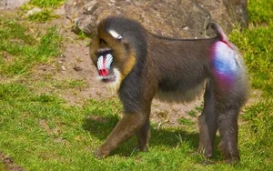 Discover the Vibrant Mandrill: Nature's Most Colorful Masterpiece of the African Rainforest-0