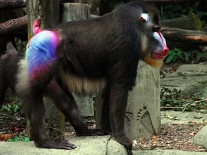 Discover the Vibrant Mandrill: Nature's Most Colorful Masterpiece of the African Rainforest-6