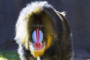 Discover the Vibrant Mandrill: Nature's Most Colorful Masterpiece of the African Rainforest-7