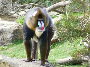 Discover the Vibrant Mandrill: Nature's Most Colorful Masterpiece of the African Rainforest-5
