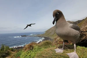 Macquarie Island: Exploring the Southern Ocean's Most Unique UNESCO World Heritage Site and Its Incredible Penguin Colonies-1