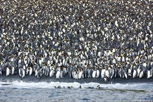 Macquarie Island: Exploring the Southern Ocean's Most Unique UNESCO World Heritage Site and Its Incredible Penguin Colonies-2