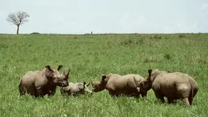 Discover Garamba National Park: Sanctuary of the World's Rarest White Rhinoceros-7