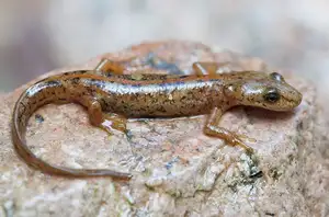 Mysterious Sardinian Brook Newt: Unique Appearance of an Amphibian in the Mediterranean-7
