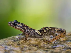 Mysterious Sardinian Brook Newt: Unique Appearance of an Amphibian in the Mediterranean-6