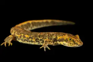 Mysterious Sardinian Brook Newt: Unique Appearance of an Amphibian in the Mediterranean-3