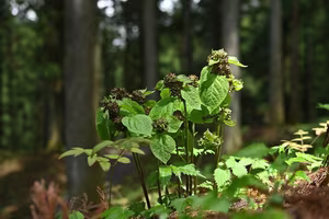 Discovery of Unique Plant: Flower Attracts Pollinators Using Dead Ant Scent-7