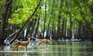 Discover the mystical wonders of Sundarbans the world's largest mangrove forest-3