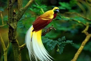 Exploring Raja Ampat: Indonesia’s Surreal Paradise of Biodiversity, Pristine Limestone Islands, and the World’s Best Scuba Diving Destinations-4