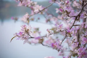 Ethereal Beauty Under Blossoms - YiTuYu Vol.8918 Jiu Shi Jiao Mei Nan A-30