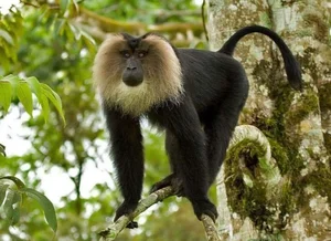 Discover the Mysterious Lion Tailed Macaque in the Heart of Western Ghats-3