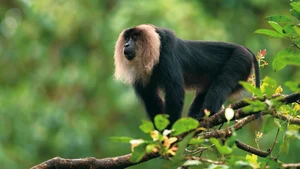 Discover the Mysterious Lion Tailed Macaque in the Heart of Western Ghats-5