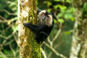 Discover the Mysterious Lion Tailed Macaque in the Heart of Western Ghats-6