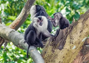 Discover the Mysterious Lion Tailed Macaque in the Heart of Western Ghats-0