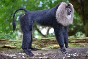 Discover the Mysterious Lion Tailed Macaque in the Heart of Western Ghats-1