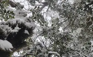 Discover Vietnam's Enchanting Winter Wonderland: Mystical Frost-Covered Landscapes Await You-6