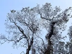 Discover Vietnam's Enchanting Winter Wonderland: Mystical Frost-Covered Landscapes Await You-15