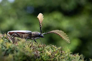 Discover the Rare Wallace's Longhorn Beetle (Cyriopalus wallacei): A Masterpiece of Tropical Biodiversity and Extraordinary Insect Anatomy-6