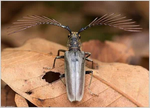 Discover the Rare Wallace's Longhorn Beetle (Cyriopalus wallacei): A Masterpiece of Tropical Biodiversity and Extraordinary Insect Anatomy-0
