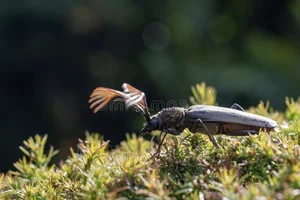 Discover the Rare Wallace's Longhorn Beetle (Cyriopalus wallacei): A Masterpiece of Tropical Biodiversity and Extraordinary Insect Anatomy-7