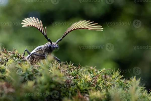 Discover the Rare Wallace's Longhorn Beetle (Cyriopalus wallacei): A Masterpiece of Tropical Biodiversity and Extraordinary Insect Anatomy-8