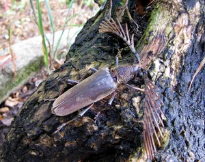 Discover the Rare Wallace's Longhorn Beetle (Cyriopalus wallacei): A Masterpiece of Tropical Biodiversity and Extraordinary Insect Anatomy-4
