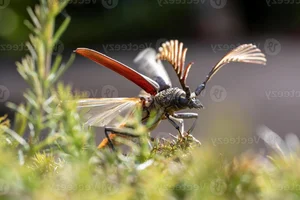 Discover the Rare Wallace's Longhorn Beetle (Cyriopalus wallacei): A Masterpiece of Tropical Biodiversity and Extraordinary Insect Anatomy-2