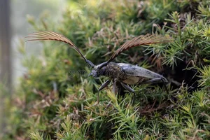 Discover the Rare Wallace's Longhorn Beetle (Cyriopalus wallacei): A Masterpiece of Tropical Biodiversity and Extraordinary Insect Anatomy-3